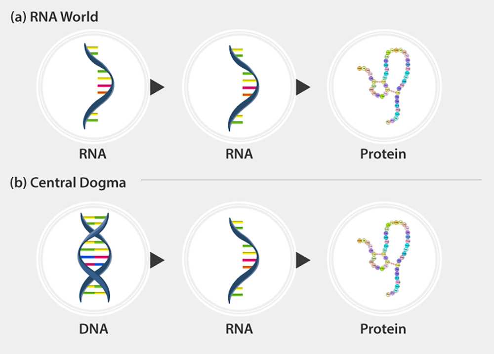 Развитие рнк. Теория мир РНК. РНК. RNA World.